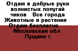 Отдам в добрые руки волнистых попугай.чиков - Все города Животные и растения » Отдам бесплатно   . Московская обл.,Пущино г.